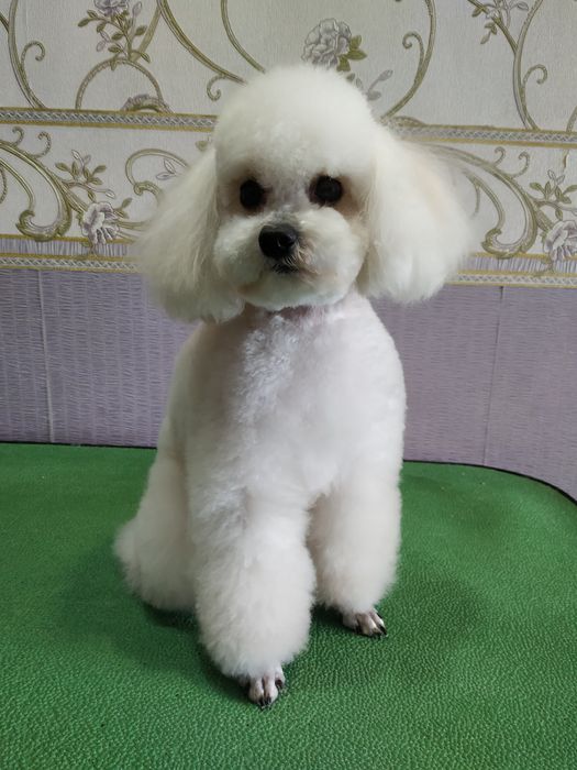 Профессиональная стрижка собак