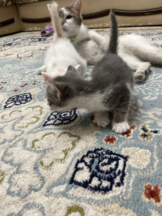Отдам котят в хорошие руки