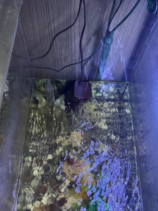 Продам аквариум с водяной черепахой тртоникс.