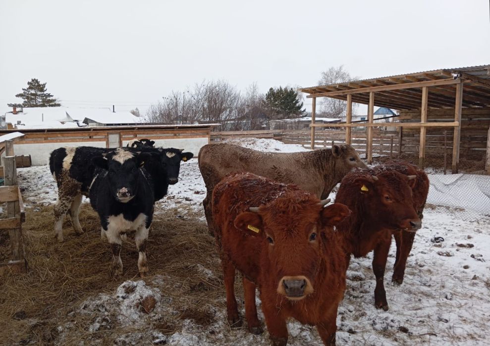 Продам телят 6 штук