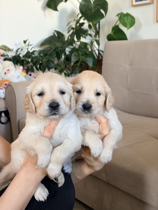 Кученца голдън ретривър