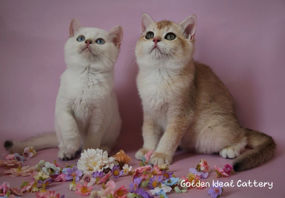 Бртанские чистокровные