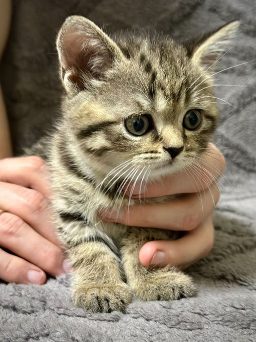 Скоттиш фолд. Опытный кот. Вязка.