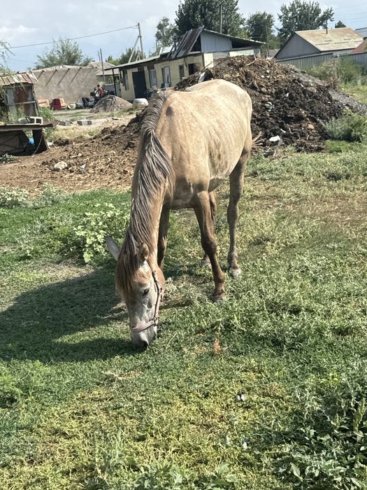 Продаю кобылу!
