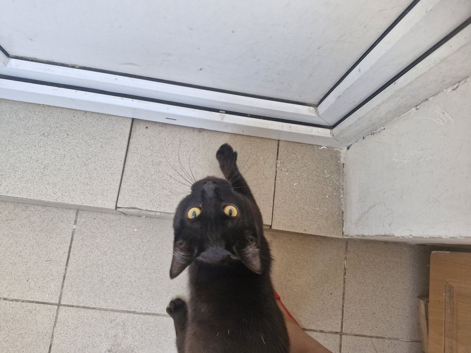 Ласковый котик ищет дом