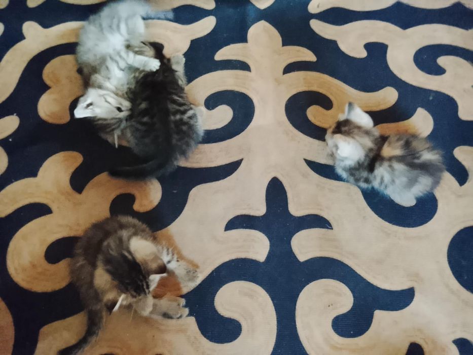 Отдам котят бесплатно