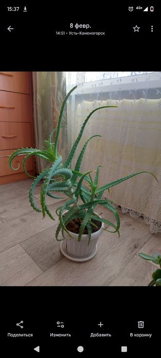 Продаются комнатные цветы