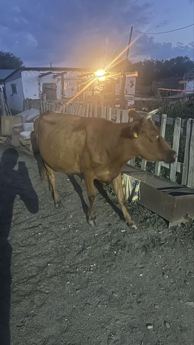 Сүтті сиыр бұзауымен сатылады