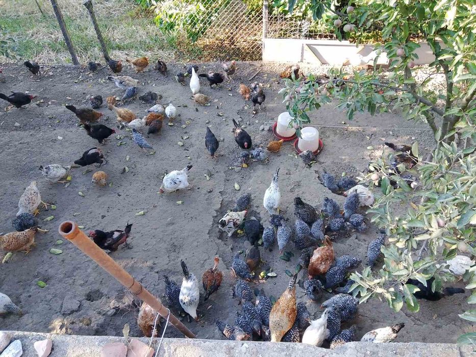 Продавам оплодени яйца за люпене