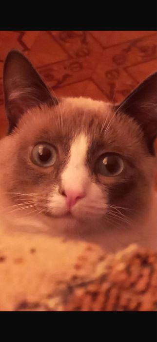 Отдам котика в добрые руки