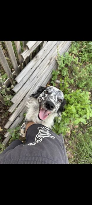 Щенок , молодой пёс Сеттер