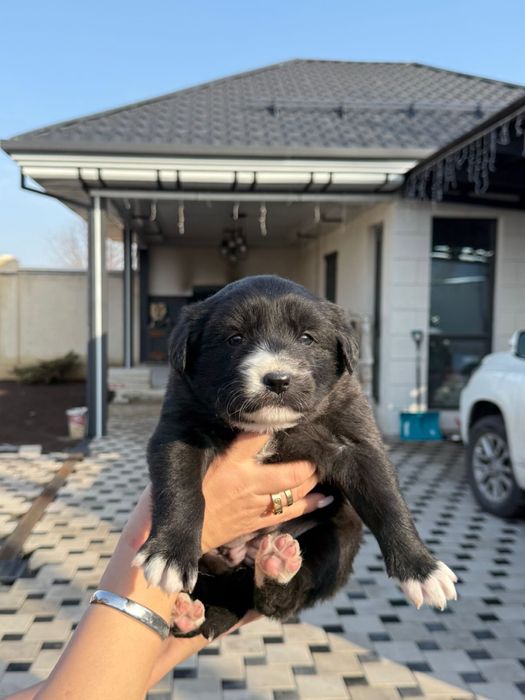 Отдам щенков в добрые руки