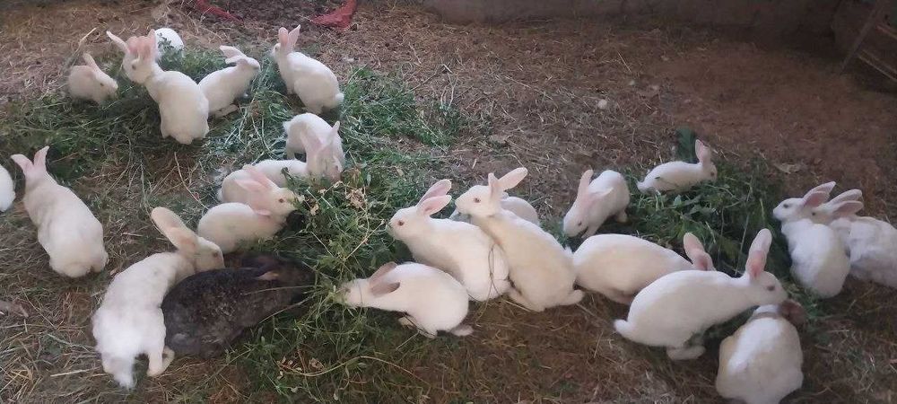 Toza narsalar bilan boqilgan