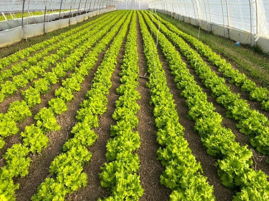 Продава се Земеделски имот в Търговище, Промишлена зона -  кв.м за 8334 €/дка - Снимка #5