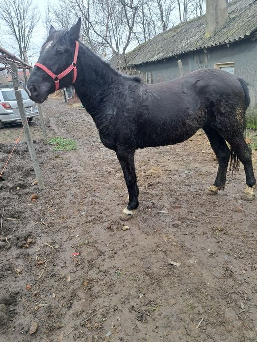 Vând o manza de 1 an jumate