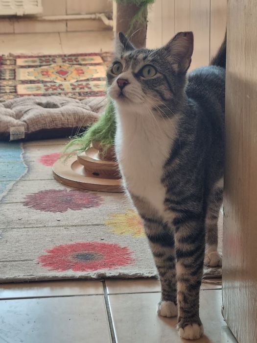 pisica de adoptat,fetita frumoasa,pisicuta pentru adoptie,pisica dragu