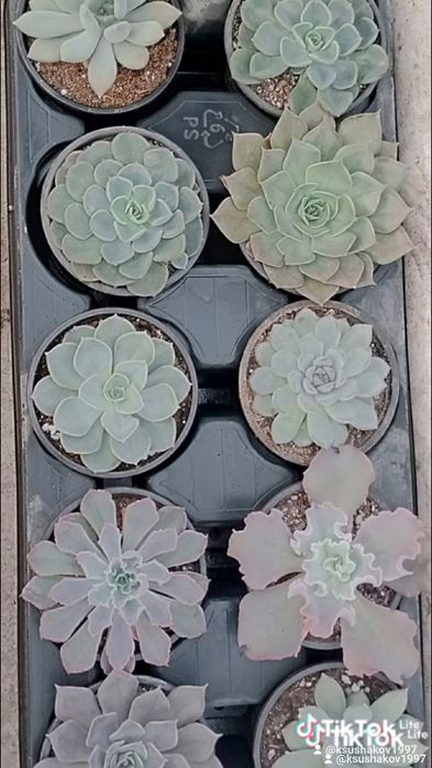 Суккуленты и композиции,выращенные в Алматы