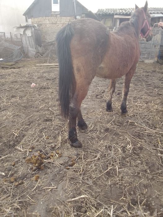 Vând o iapă de abator