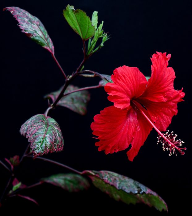 Хибискус „Купери“ (Hibiscus 'Cooperi')