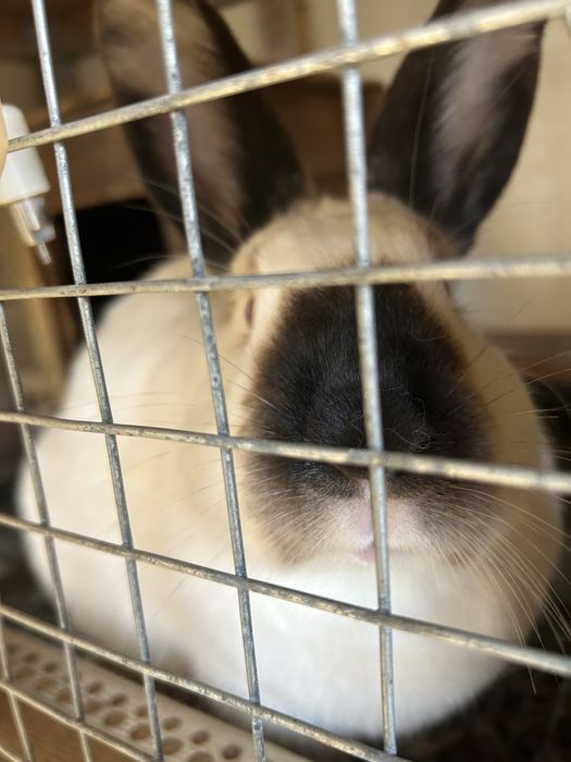 Продавам зайци