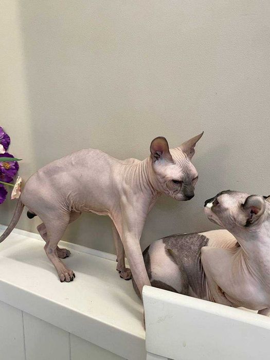 Донской сфинкс, резинка,шикарный производитель