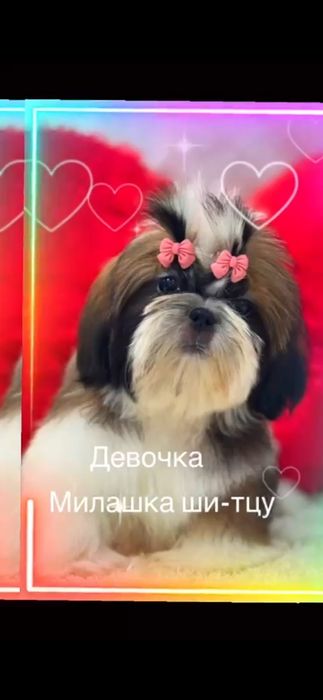 Ши- тцу щенок девочка 3 месяца
