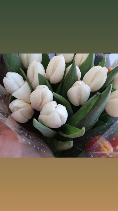 Шикарные тюльпаны в наличии