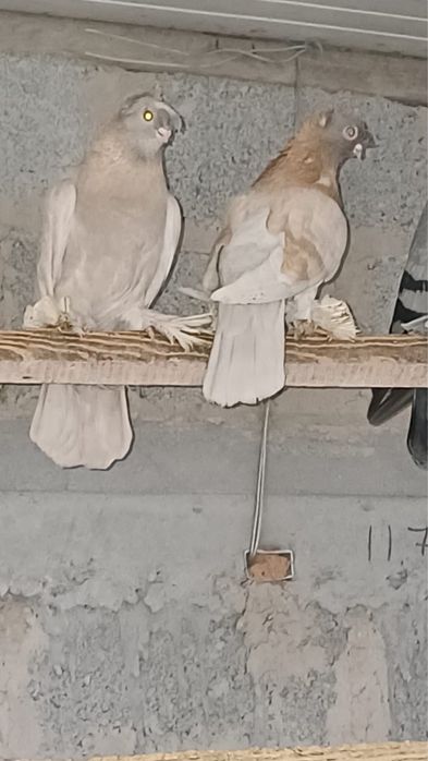 Продам голубей Шымкент