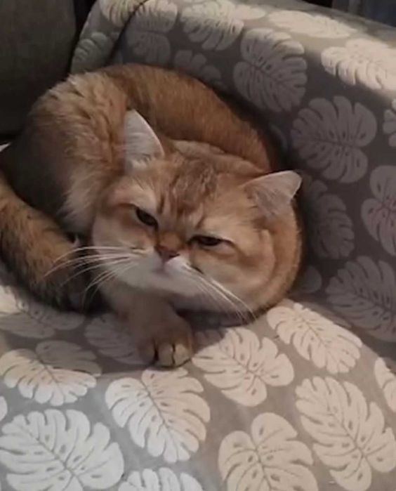 Продаются породистые котята