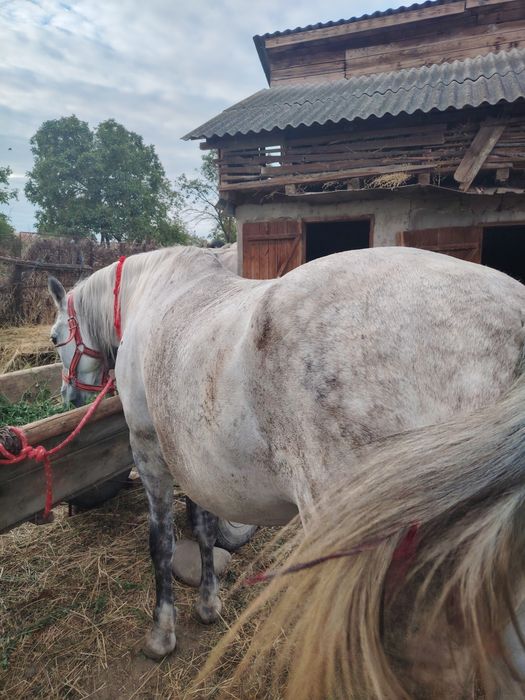 Vând iapă bună pentru muncile agricole