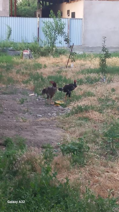 Петушок дакан большой