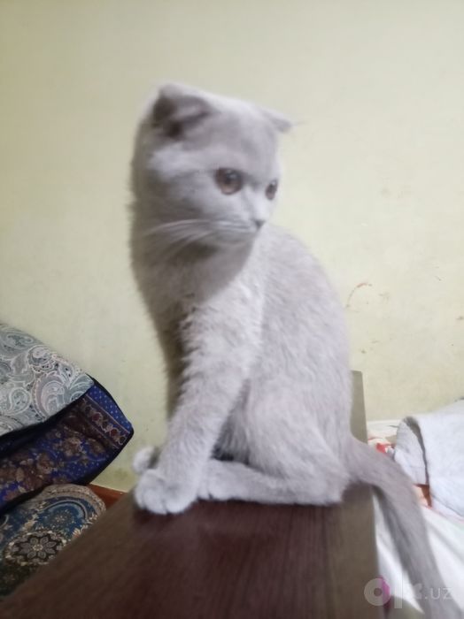 Mushuk bolasi sotiladi