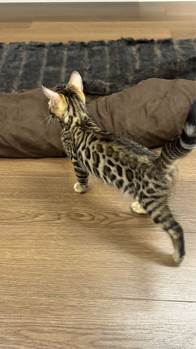 Бенгальский котенок, 2 месяца