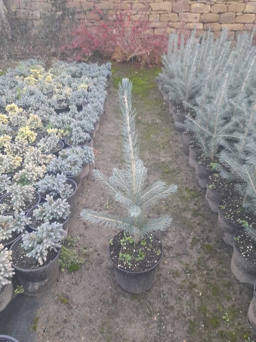 Сребрист смърч                             .