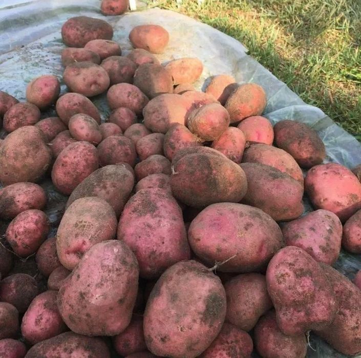 Едовая картошка срочно