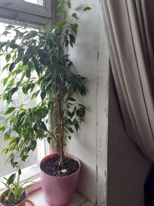 Комнатные цветы продам