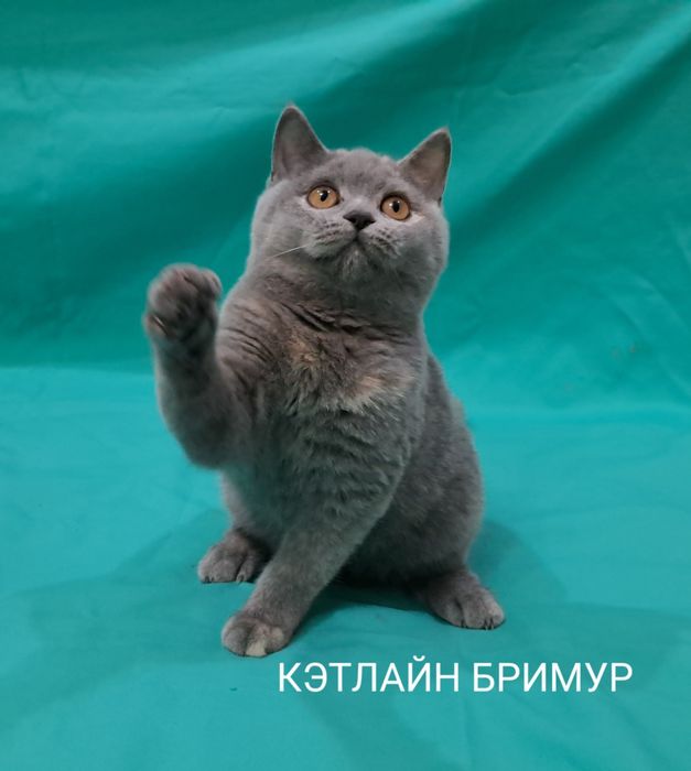 Британские котята из питомника!
