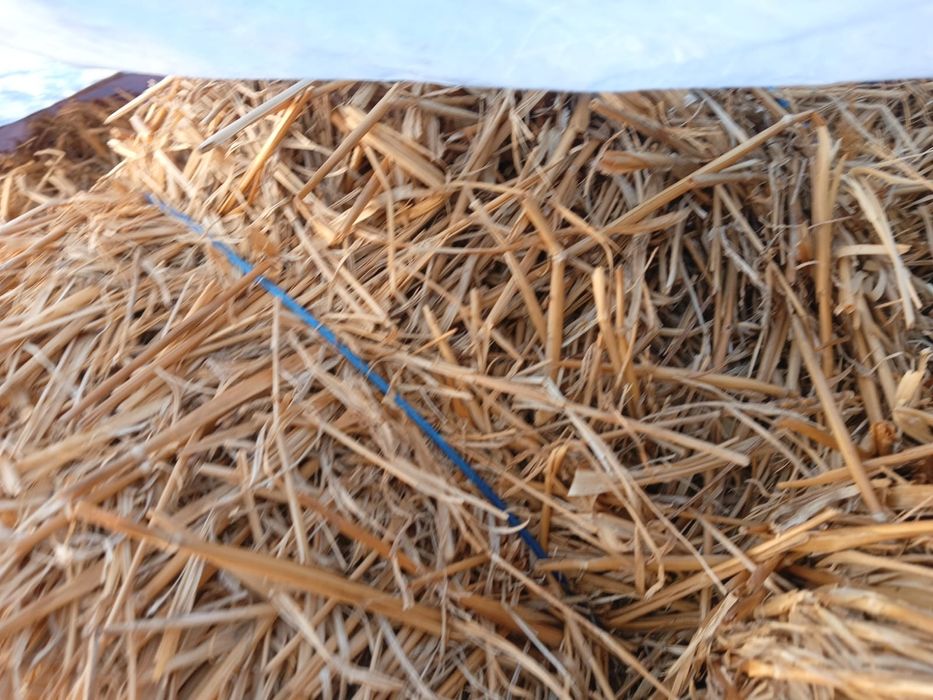 Baloti de ovaz...15 lei negociabil