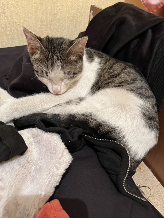 ПРОПАЛ КОТ, есть вознагрождение