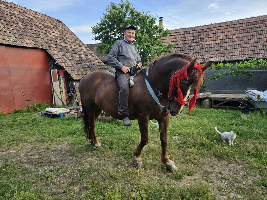Iapa  de vânzare