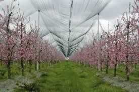 Plasa Protectie Antigrindina 34g/mp LIVRARE RAPIDA