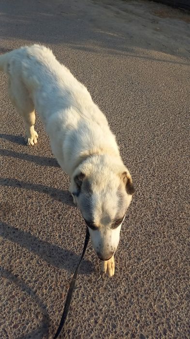 Алабай щенок кобель