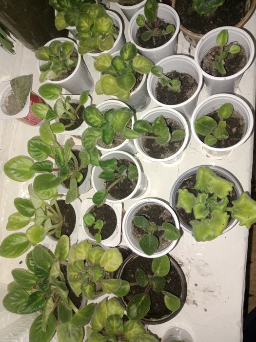 Продам фиалки ...