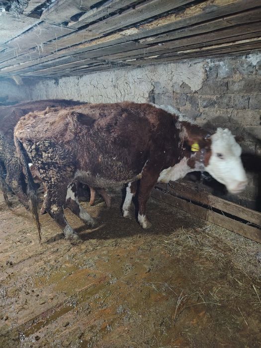 Продаётся скот и телята