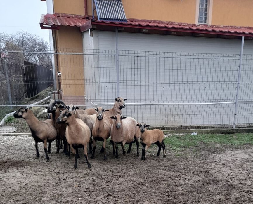 Oi camerun de vânzare