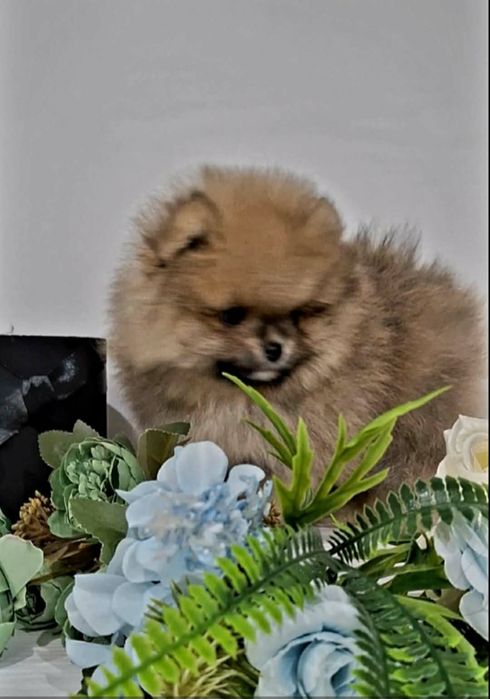 Мини мини померани от родословни родители