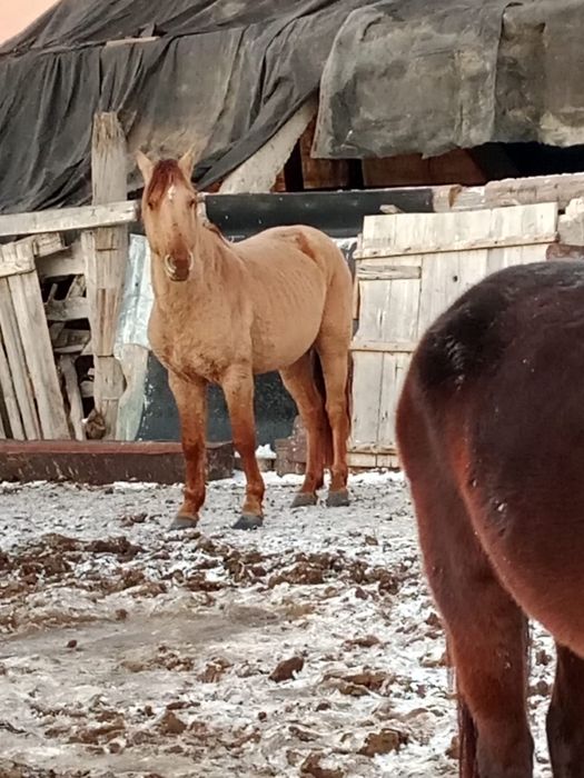 Мінгі ат сатамын