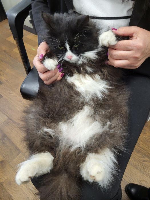 Джентльмен в чёрном фраке