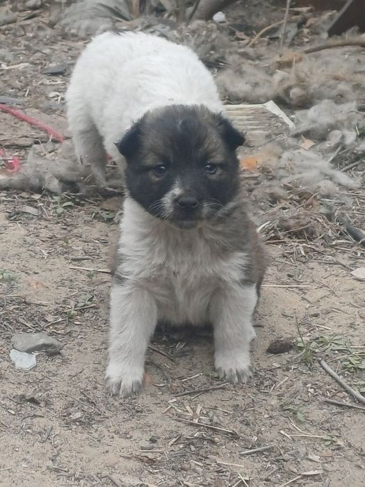 Отдам щенков в добрые руки