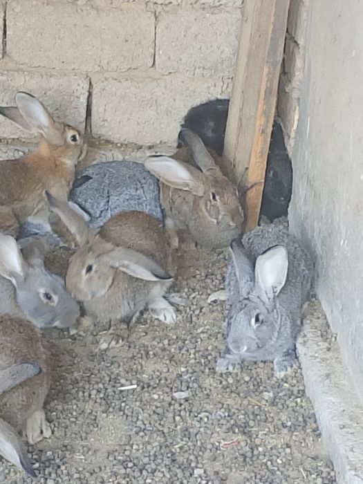 Куëнларимиз сотилади